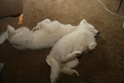 Tired Sisters